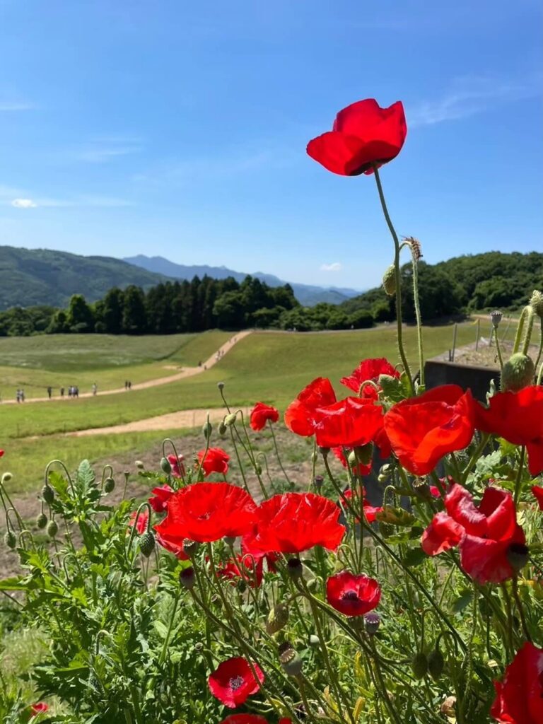 青空の下に咲く天空のポピーと散策路の風景（秩父・皆野）