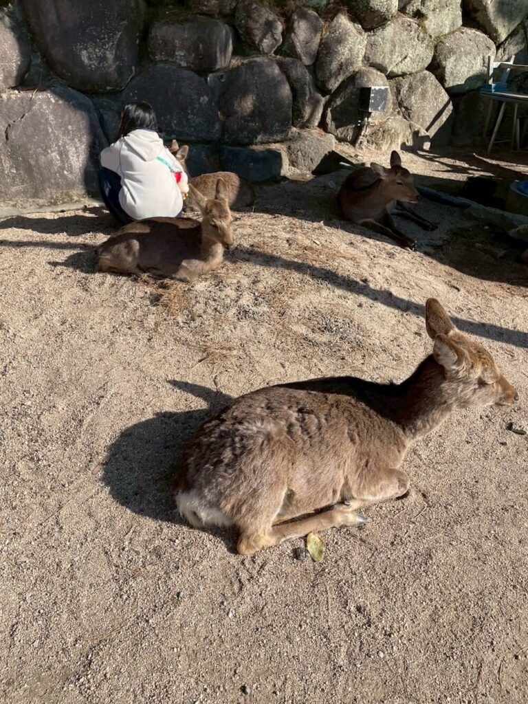 広島県宮島の観光地で見かけたニホンジカ