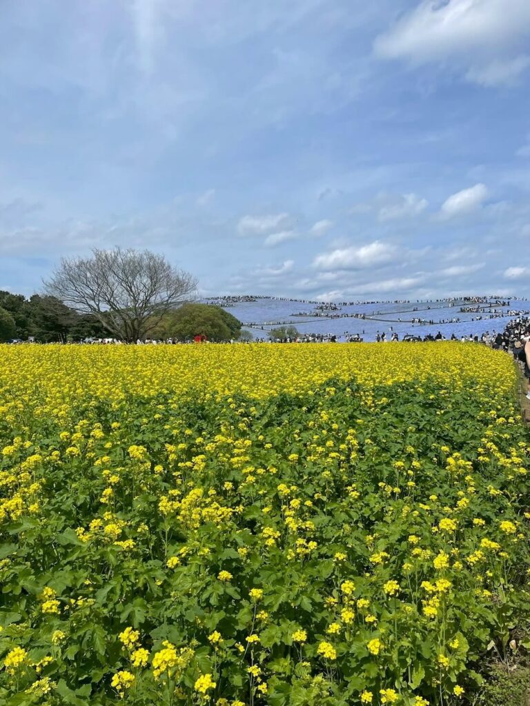 ひたち海浜公園「みはらしの丘」のネモフィラ（青）と菜の花（黄色）