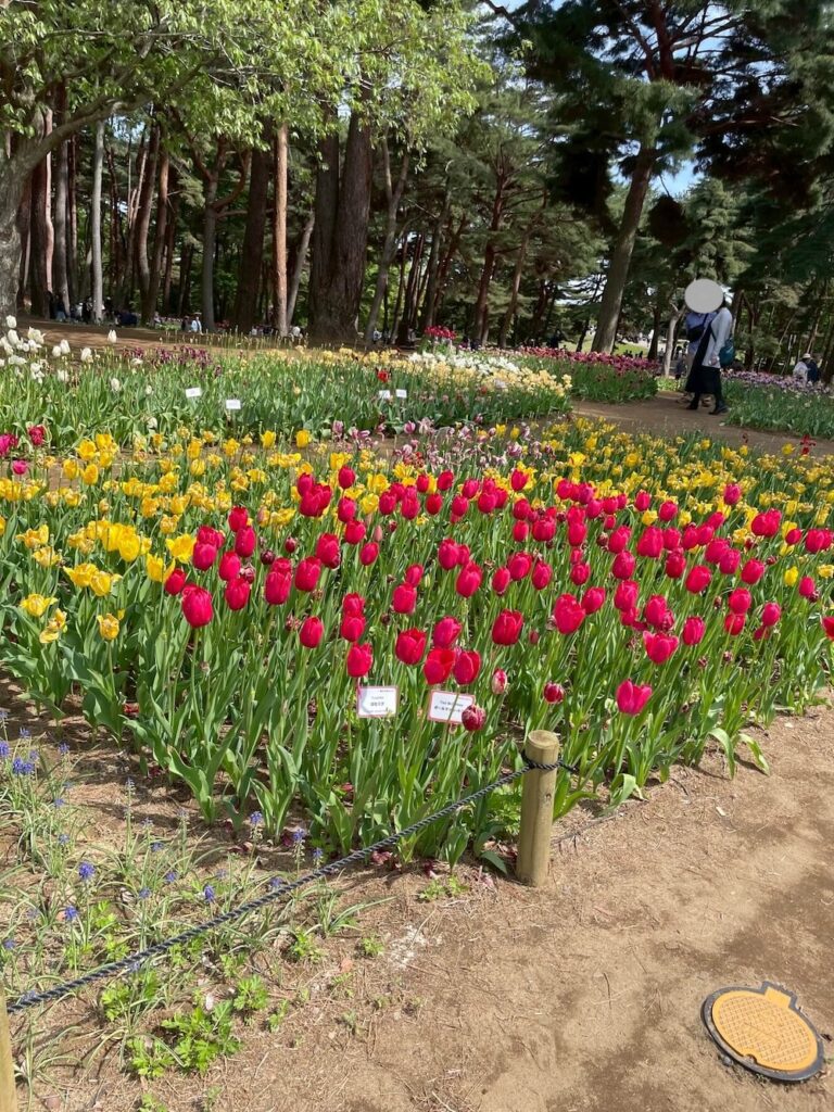 ひたち海浜公園「たまごの森」の色とりどりのチューリップ畑