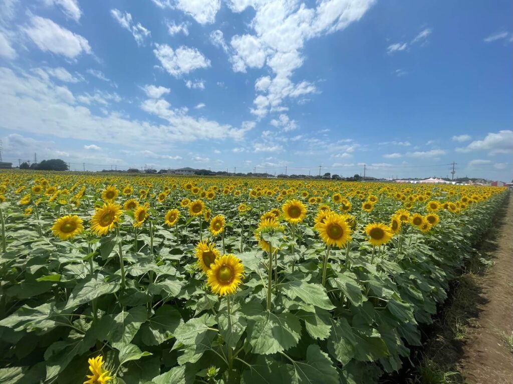 青空の下に広がる野木町のひまわり畑