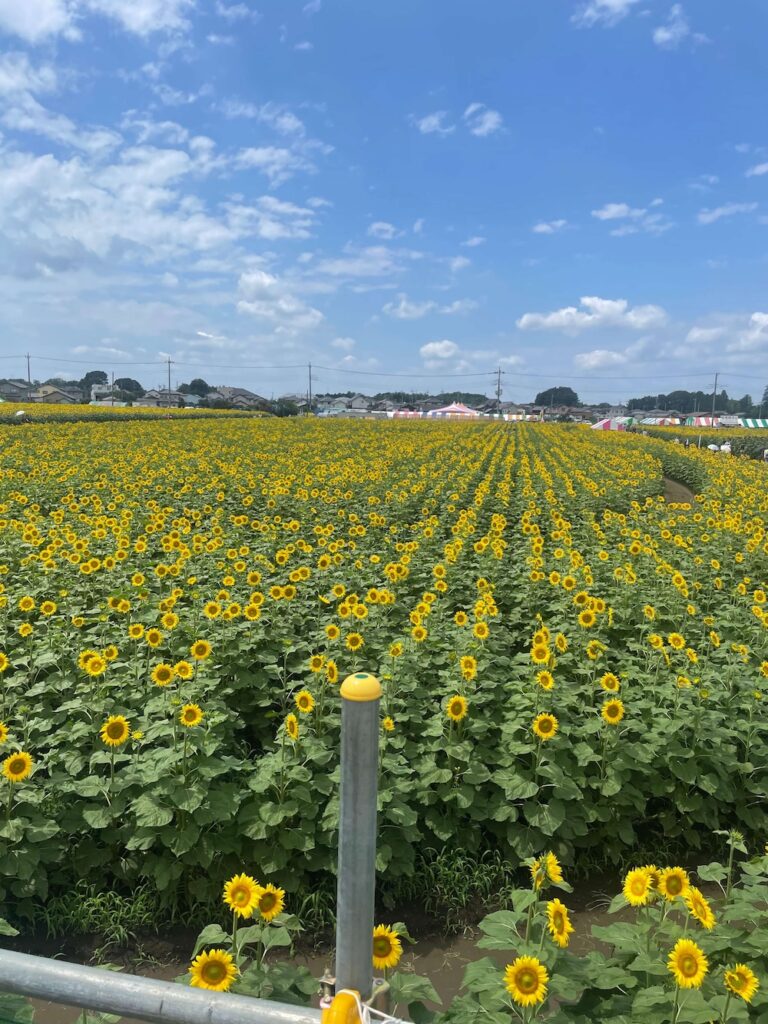 見晴らし台から見下ろした野木町ひまわり畑の迷路と一面に広がるひまわり