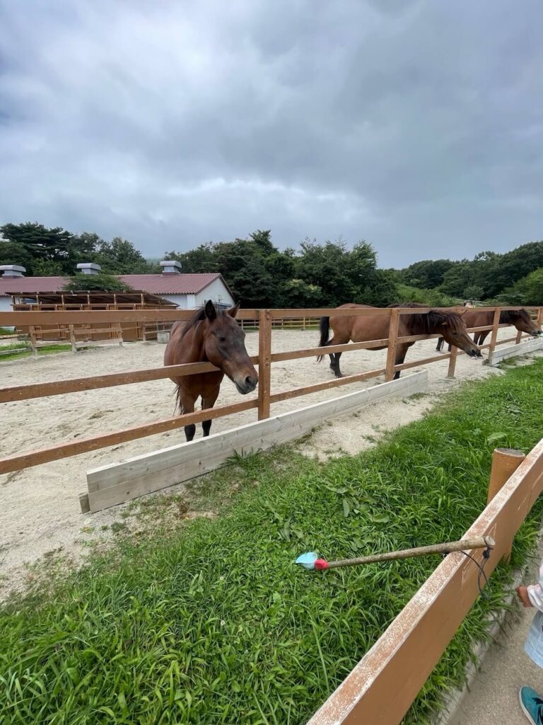那須どうぶつ王国のファームエリアで間近に見られる馬
