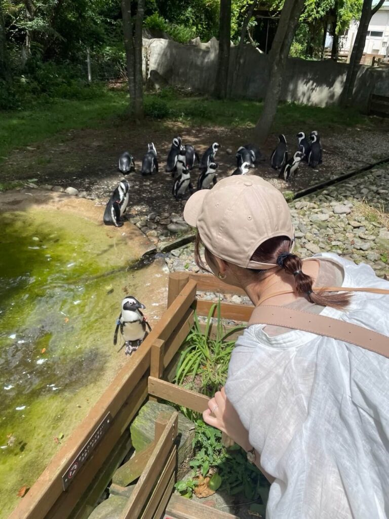 那須どうぶつ王国のペンギンビレッジでペンギンを間近で見る様子