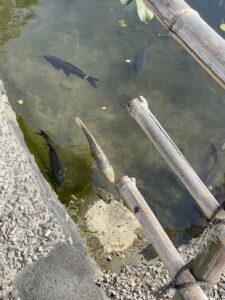 松本城の外堀で泳ぐ色鮮やかな錦鯉たち