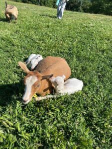 秩父高原牧場で草原に寝そべるヤギの親子