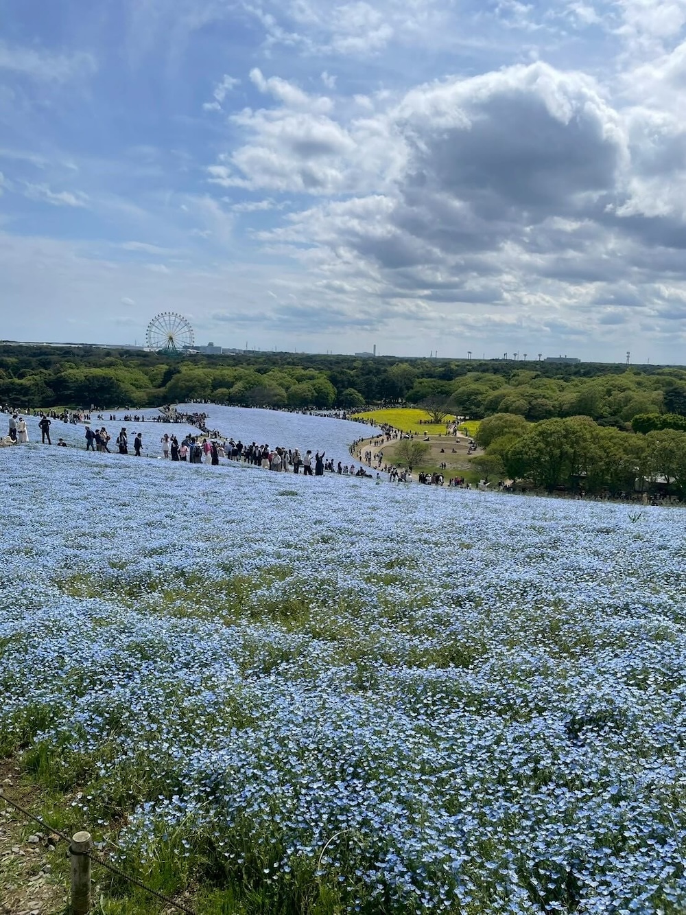 ひたち海浜公園の菜の花畑と、奥に見えるネモフィラの丘